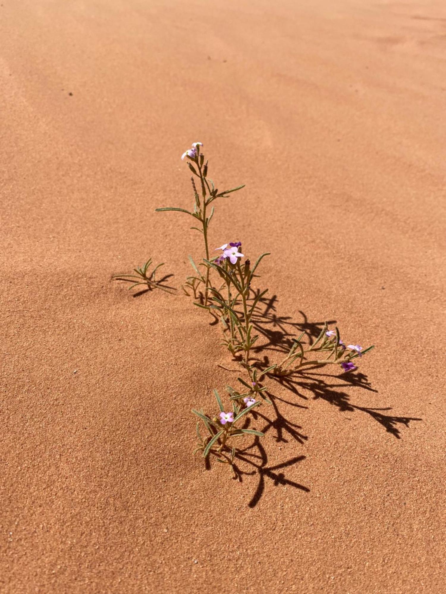 Desert'S Soul Wadi Rum Ad Disah エクステリア 写真