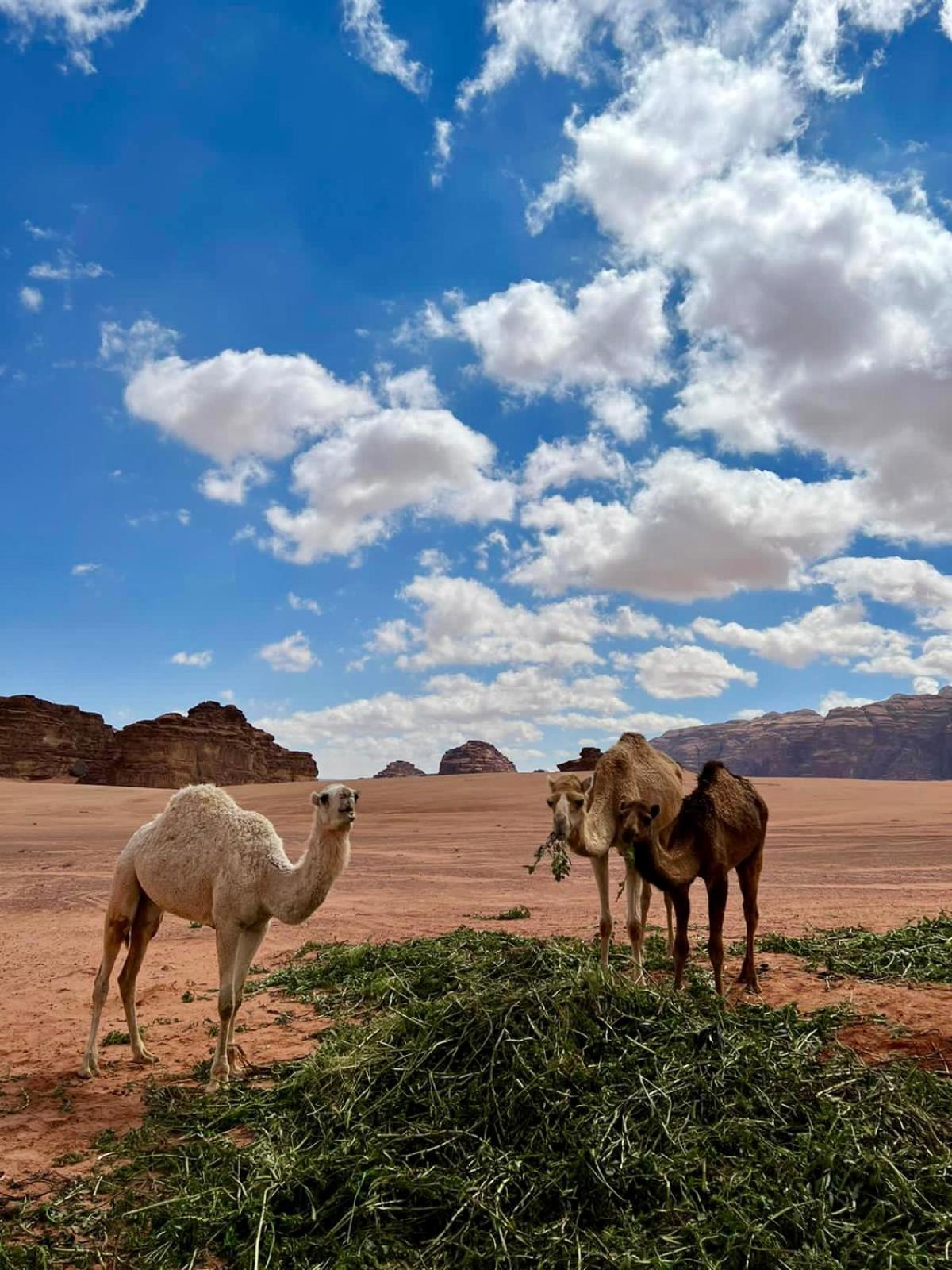 Desert'S Soul Wadi Rum Ad Disah エクステリア 写真
